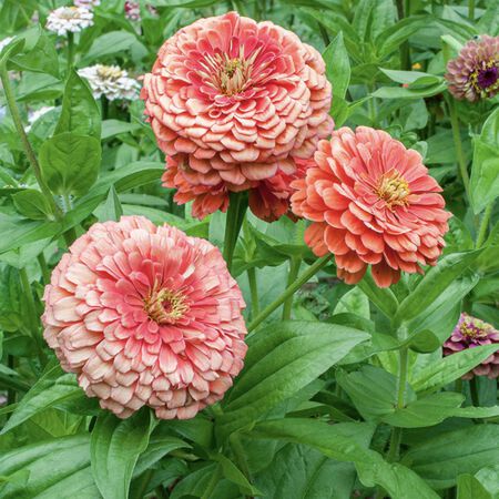 Benary's Giant Salmon, Zinnia Seeds - 25,000 Seeds image number null